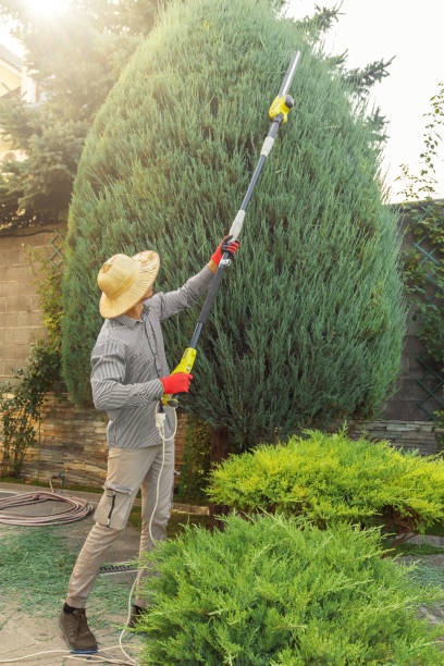 Best Pest Control for Lawns  in Woodbury, MN